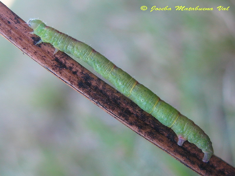Bruco Geometridae da ID - Cfr. Aleucis distinctata